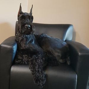 Meet your Posher, Hollie